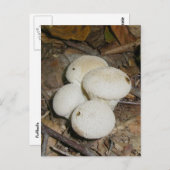 Prickly Puffs Mushroom Postcard Postkarte (Vorne/Hinten)