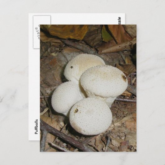 Prickly Puffs Mushroom Postcard Postkarte (Vorne/Hinten)