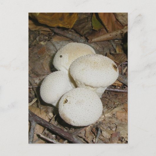 Prickly Puffs Mushroom Postcard Postkarte (Vorderseite)