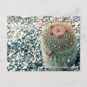 Prickly Ventura Postkarte