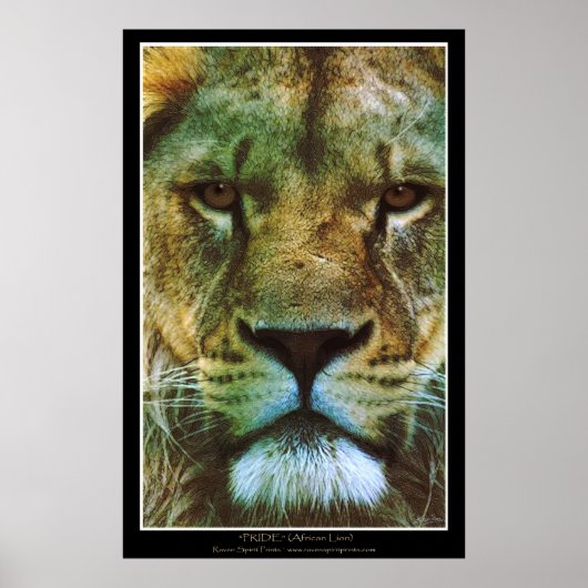 "PRIDE" African Lion Poster Print (Vorne)