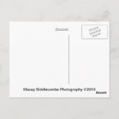 Pride Balloons Postkarte (Rückseite)