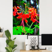 Pride of Barbados Stretched Canvas Print Poster (Heimbüro)