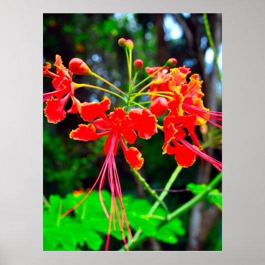 Pride of Barbados Stretched Canvas Print Poster (Vorne)