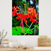 Pride of Barbados Stretched Canvas Print Poster (Küche)