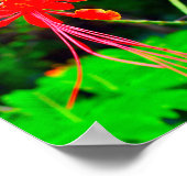 Pride of Barbados Stretched Canvas Print Poster (Ecke)