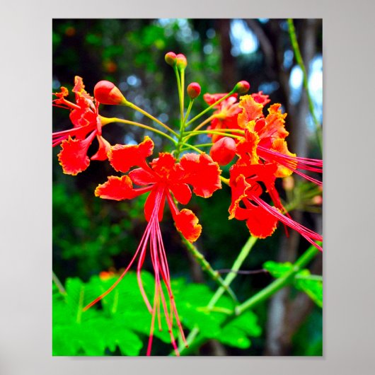 Pride of Barbados Stretched Canvas Print Poster (Vorne)