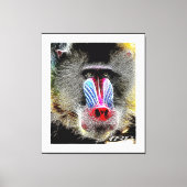 Primat Models: Mandrill Baboon 01-02 Leinwanddruck (Vorderseite)