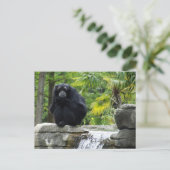 Primat und Wasserfall Postkarte (Stehend Vorderseite)