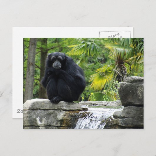Primat und Wasserfall Postkarte (Vorne/Hinten)