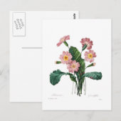 Primel Postkarte (Vorne/Hinten)