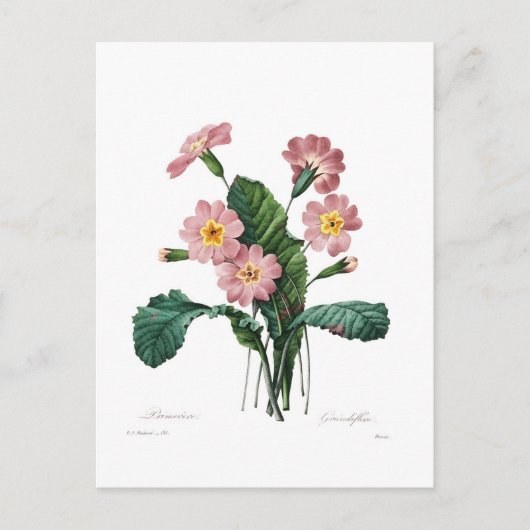 Primel Postkarte (Vorderseite)
