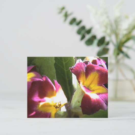 Primeln Postkarte (Stehend Vorderseite)