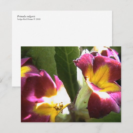Primeln Postkarte (Vorne/Hinten)