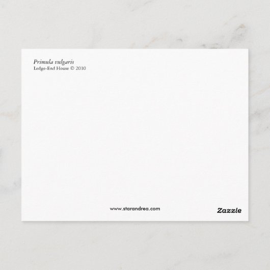 Primeln Postkarte (Rückseite)