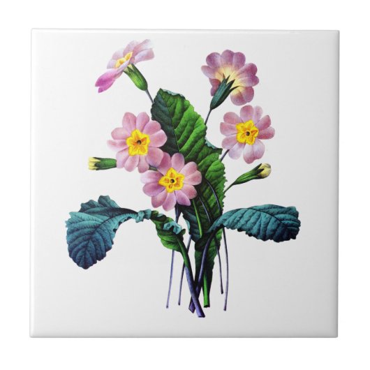 Primevere oder Primroses von Pierre Joseph Redoute Fliese (Vorderseite)