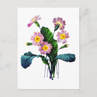 Primevere oder Primroses von Pierre Joseph Redoute Postkarte