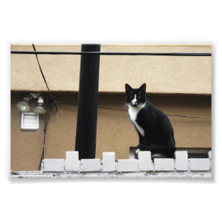 Primitive City Cat 6" x 4" Print 03 Fotodruck
