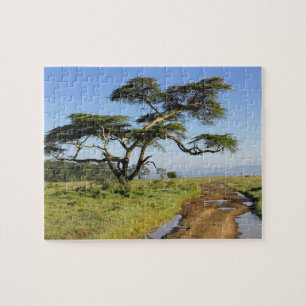 Primitiver Schotterweg und Akazienbaum, Lake Nakur Puzzle