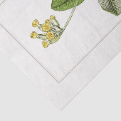 Primrose Botanische Illustration 1885 Gewebepapier Seidenpapier (Ausschnitt)