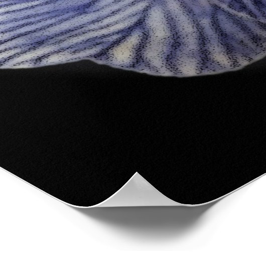 Primrose Flowers Poster (Ecke)