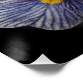 Primrose Flowers Poster (Ecke)