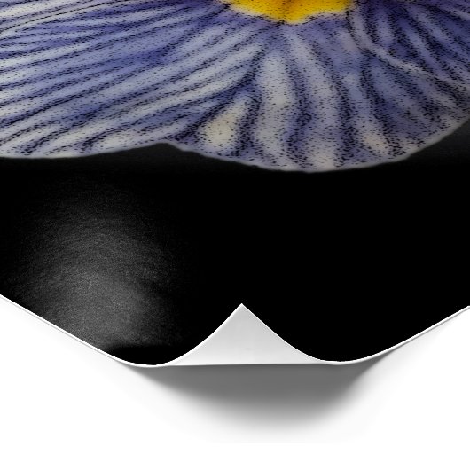 Primrose Flowers Poster (Ecke)