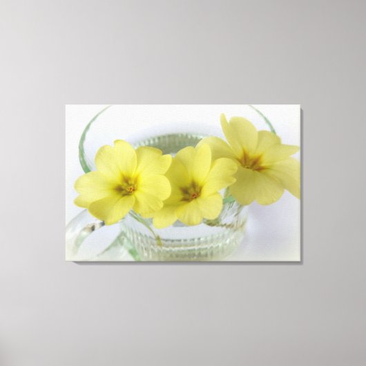 Primrose in einer Kaffeetasse Leinwanddruck (Vorderseite)