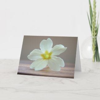 Primrose Karte