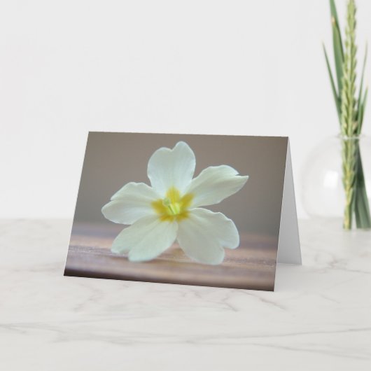 Primrose Karte (Vorderseite)