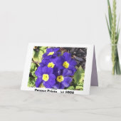 Primrose Karte (Rückseite)