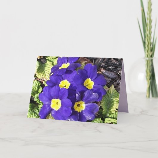 Primrose Karte (Vorderseite)