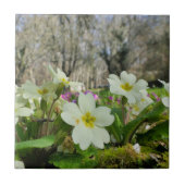 Primrose Keramik Tile Fliese (Vorderseite)