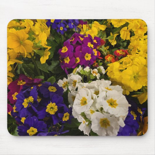 Primrose Mousepad (Vorne)
