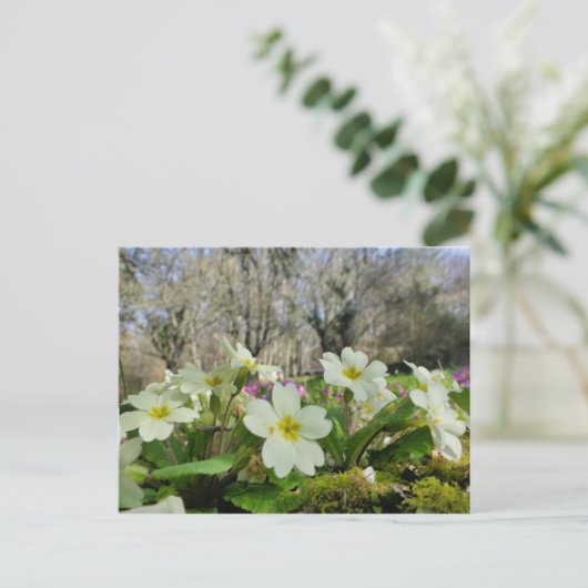 Primrose Postcard Postkarte (Stehend Vorderseite)