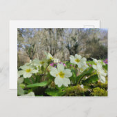 Primrose Postcard Postkarte (Vorne/Hinten)