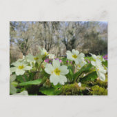 Primrose Postcard Postkarte (Vorderseite)