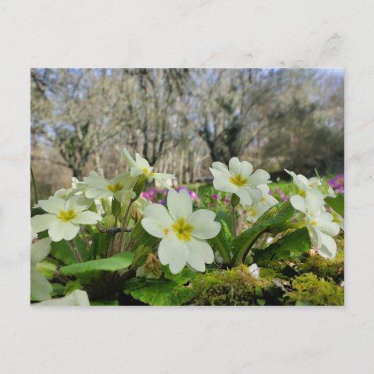 Primrose Postcard Postkarte (Vorderseite)