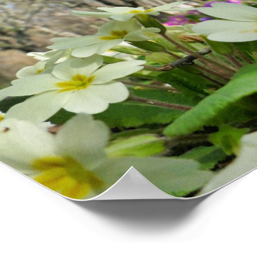 Primrose Poster (Ecke)