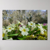 Primrose Poster (Vorne)