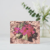Primrose Postkarte (Stehend Vorderseite)