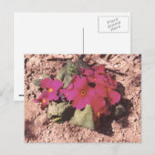 Primrose Postkarte (Vorne/Hinten)