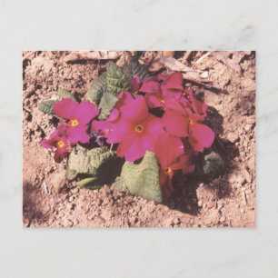 Primrose Postkarte