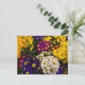 Primrose Postkarte (Stehend Vorderseite)