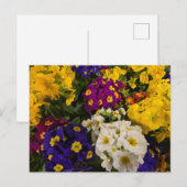 Primrose Postkarte (Vorne/Hinten)