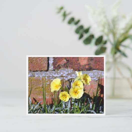 Primrose Postkarte (Stehend Vorderseite)