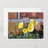 Primrose Postkarte (Vorne/Hinten)