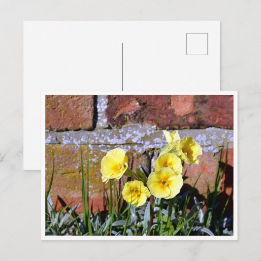 Primrose Postkarte (Vorne/Hinten)
