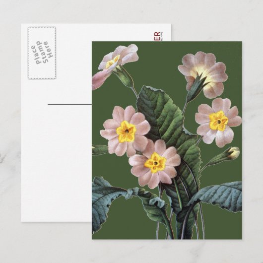 Primrose (Primula Aucalis) Postkarte (Vorne/Hinten)