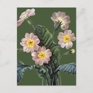 Primrose (Primula Aucalis) Postkarte
